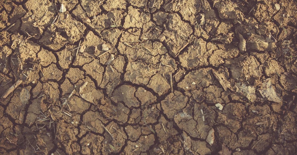 Dry, cracked earth during a heatwave
