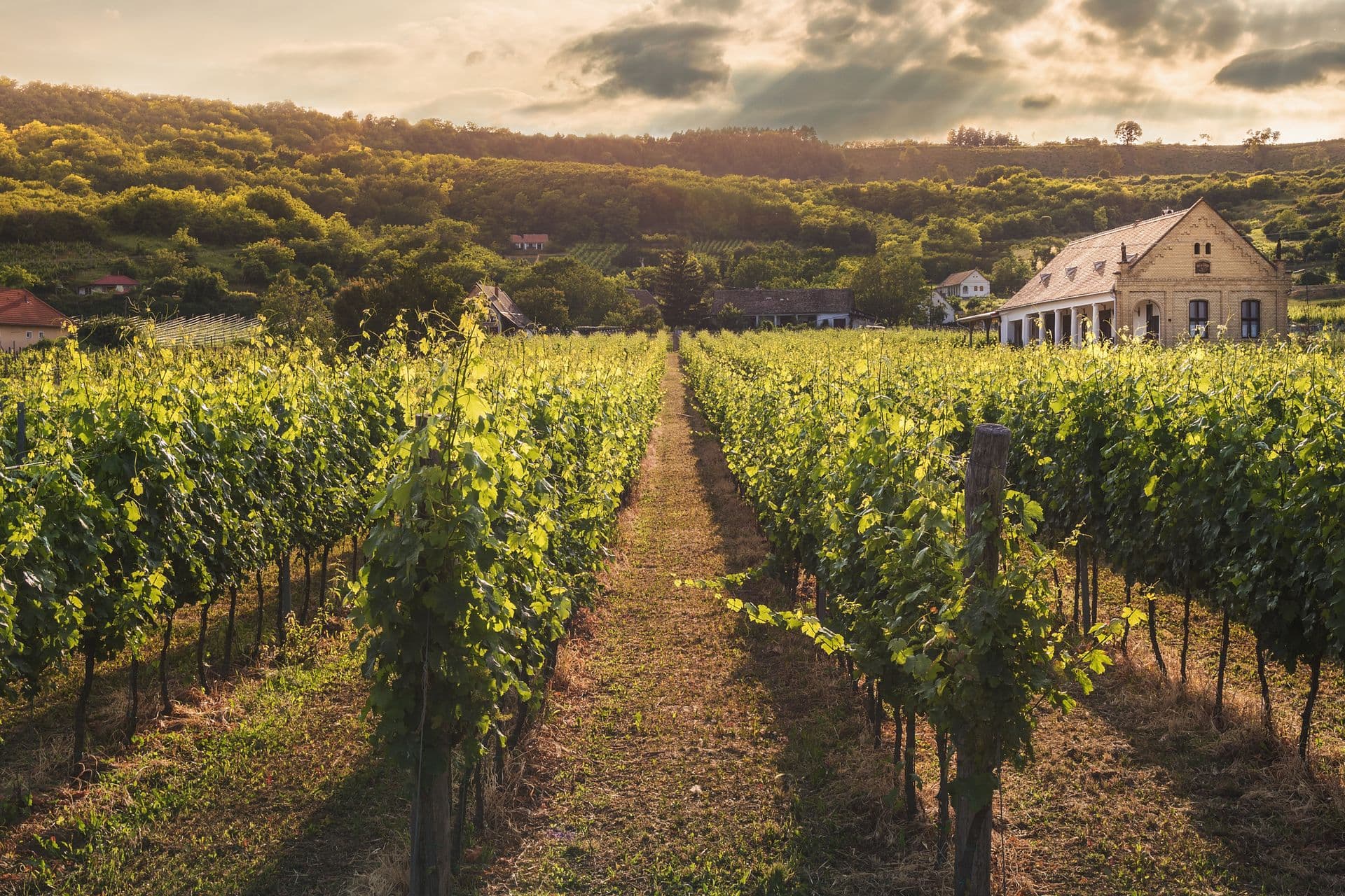 Vineyard rows on a hillside